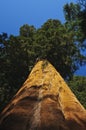 Upward angle of Redwood tree