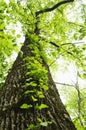 Upward angle of tree