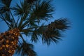 Upward Angle View of Palm Tree under Blue Sky. Cable Wire Hanging Low Beneath the Leaves. Tiny LED Lights Glittering Royalty Free Stock Photo