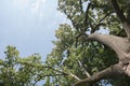 Upward Angle View of Tree