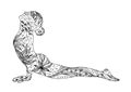 Upward Facing Dog Yoga Pose, Urdhva Mukha Svanasana, yoga pose Royalty Free Stock Photo