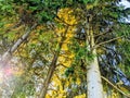 Upward forest view with tall trees, mixture of trees with green leaves and trees with yellow leaves Royalty Free Stock Photo