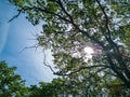 Upward look to blue sky with clouds between tree crowns and shining sun