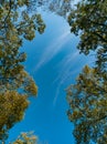 Upward look to trees crowns and blue cloudy sky