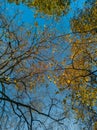 Upward look to trees crowns and blue cloudy sky