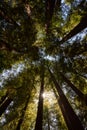 Upward shot of Giant Redwood Trees in Northern California Royalty Free Stock Photo