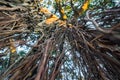 An upward shot of hanging prop roots of Banyan tree, Ficus benghalensis. Uttarakhand India