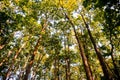 Upward shot of thin trees and the green canopy