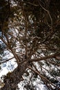 Upward Shot of Tree Standing Tall Towards the Cloudy Sky. Angle View of Dry Branches, Boughs and Twigs. Outdoor Nature Royalty Free Stock Photo