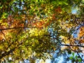 Variations of Autumn Leaves in the Forest3