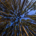 upward view in autumn pine forest at clear day light with ultra wide angle rectangular lens Royalty Free Stock Photo