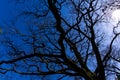 Upward view of barren spring tress wide angle fisheye lens