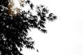 Upward view branches of Bamboo leafs and the sunshine on white sky background with copy space in black and white theme