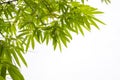 Upward view branches of green Bamboo leafs on white sky background with copy space