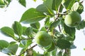 Upward view, bunches of green raw Persimmon round fruits and green leaves under blue sky, kown as Diospyros fruit, edible