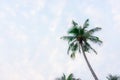 Upward view, the Coconut palm tree and green plamae leaves on white and blue cloudy sky Royalty Free Stock Photo