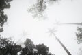 Upward view, Cocora valley misty scene with Ceroxylon quindiuense, wax palms