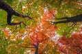 Upward view of colorful autumn trees in forest