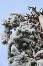 Upward view of a frozen pine tree - evergreen long needles and twigs against the blue sky in frosty winter Royalty Free Stock Photo