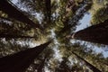 Upward view of Giant Redwood Trees in Northern California Royalty Free Stock Photo