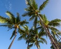Palm Trees against a blue sky in Hawaii Royalty Free Stock Photo