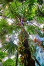 Upward view of large tropical tree in artificial rainforest biome inside dome