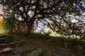 Upward View Of Magical Autumn Tree In Sparkling Sunlight