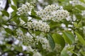 Upward view of newly blooming Canada red cherry tree blossoms