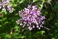 Upward view of newly blossoming pink Chinese lilac flowers and buds Royalty Free Stock Photo