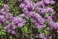 Upward view of newly blossoming pink Chinese lilac flowers and buds Royalty Free Stock Photo