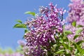 Upward view of newly blossoming pink Chinese lilac flowers and buds Royalty Free Stock Photo