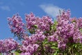 Upward view of newly blossoming pink Chinese lilac flowers and buds Royalty Free Stock Photo