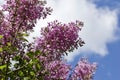 Upward view of newly blossoming pink Chinese lilac flowers and buds Royalty Free Stock Photo