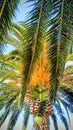 Upward View of Palm Tree Leaves Against Clear Blue Sky Royalty Free Stock Photo