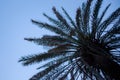 Upward View of Palm Tree under Blue Sky. Brown Leaf Fronds and Dried Branches Dropping from the side. Scaly Bark and Dry Royalty Free Stock Photo