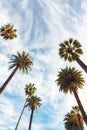 Beverly Hills Los Angeles Rodeo Palm Trees Royalty Free Stock Photo