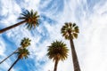 Beverly Hills Los Angeles Rodeo Palm Trees Royalty Free Stock Photo