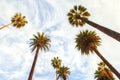 Beverly Hills Los Angeles Rodeo Palm Trees Royalty Free Stock Photo