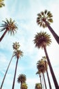 Beverly Hills Los Angeles Rodeo Palm Trees Royalty Free Stock Photo