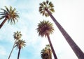 Beverly Hills Los Angeles Rodeo Palm Trees Royalty Free Stock Photo