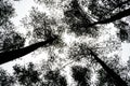 Upward view of pine tree forest with three primary three trunks Royalty Free Stock Photo