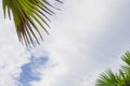 Upward view of soft wave of fluffy white clouds on vivid blue sky, green leafs palm trees on foreground