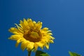 Upward view of a sunflower, with negative space of a blue sky. Lots of copyspace