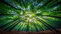 Sunlight Through Lush Green Forest Canopy Royalty Free Stock Photo