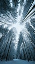 Upward view of tall, snow-covered trees in a winter forest, creating a circular frame of branches against the sky, showcasing the