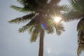 Upward view to coconut green leaves, gray stem and high trunk under white clouds blue sky and orange light from the sun