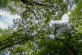 Upward view to green trees crowns and blue sky