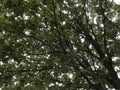 Upward view of tree with many branches and leaves