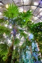 Upward view of tropical rainforest biome trees inside dome with painted wall