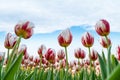 Tulips blooming in spring